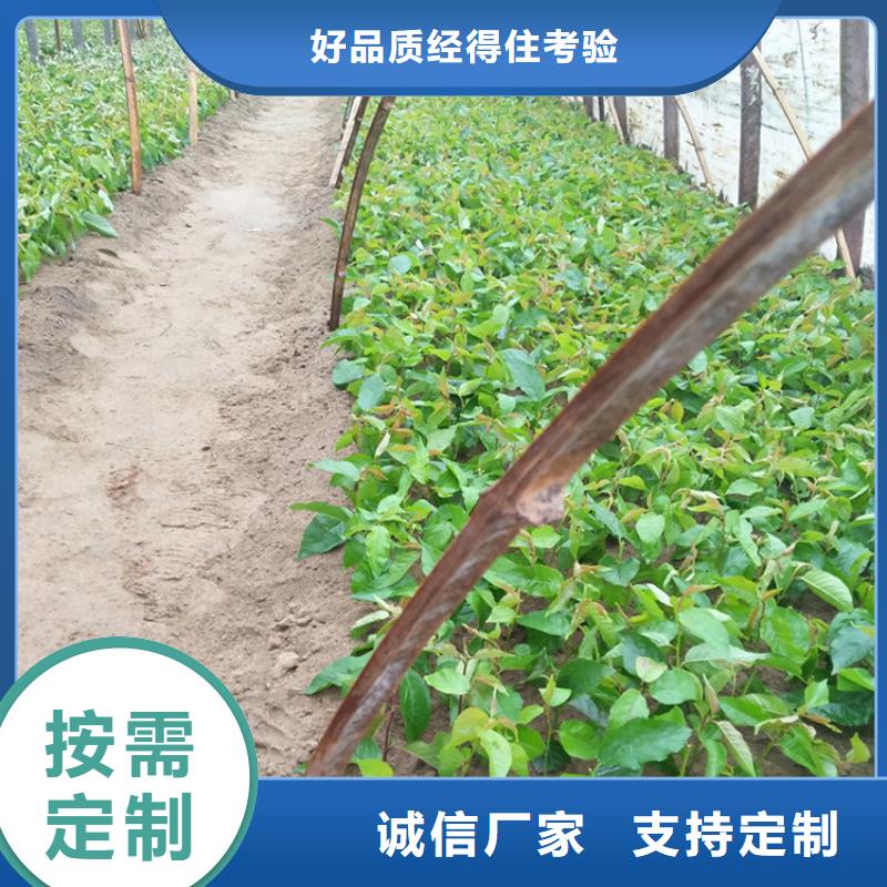 红颜草莓视频-红颜草莓_直辖香港市场覆盖等