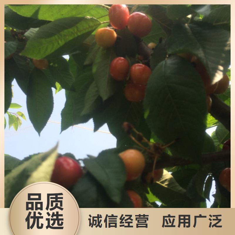 红颜草莓视频-红颜草莓_直辖香港市场覆盖等