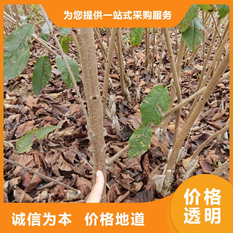 【樱桃樱桃苗现货充裕】