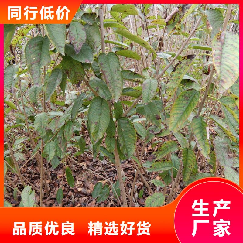 红颜草莓视频-红颜草莓_直辖香港市场覆盖等