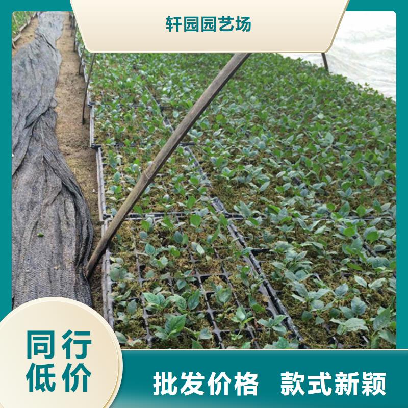 【樱桃樱桃苗现货充裕】