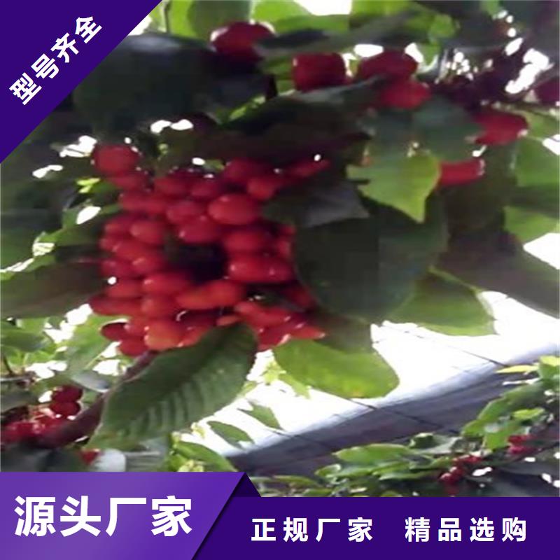 樱桃苹果苗常年出售