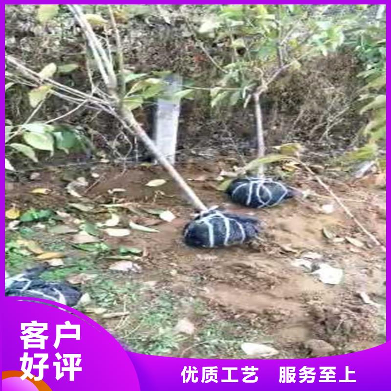 樱桃苹果苗常年出售