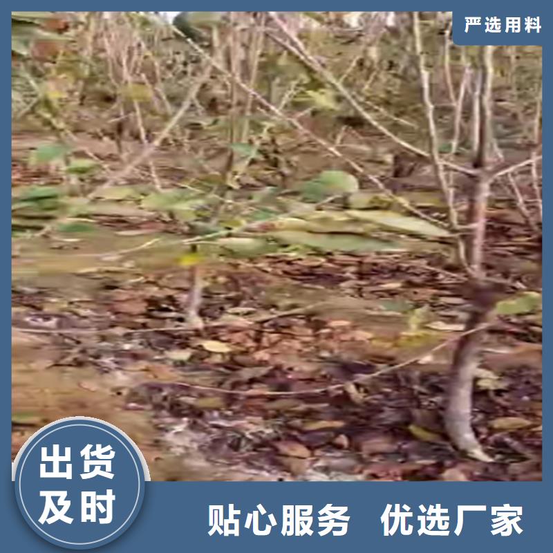 【樱桃樱桃苗现货充裕】