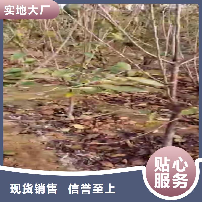 樱桃苹果苗常年出售