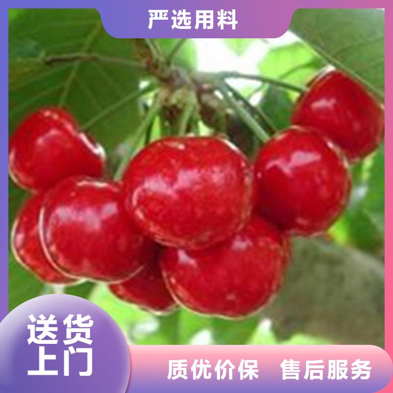 【樱桃樱桃苗现货充裕】