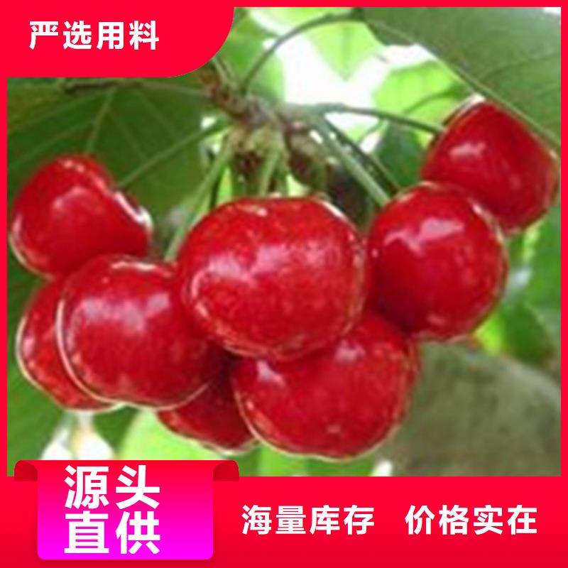樱桃苹果苗常年出售