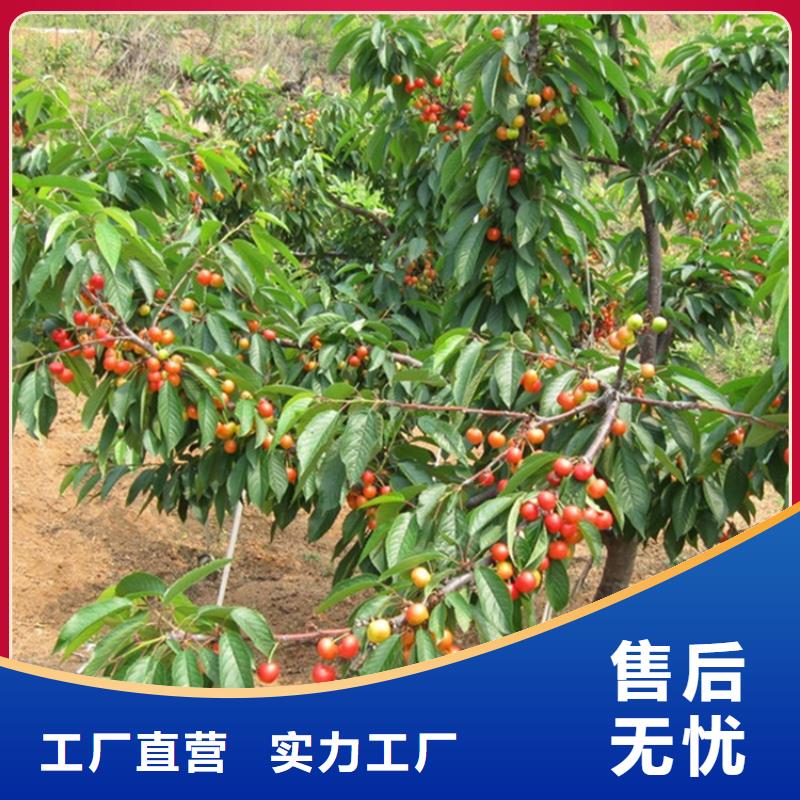 樱桃苹果苗常年出售