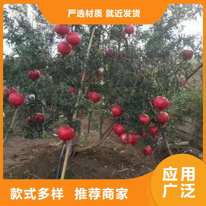 石榴-【黄瓜苗】就近发货