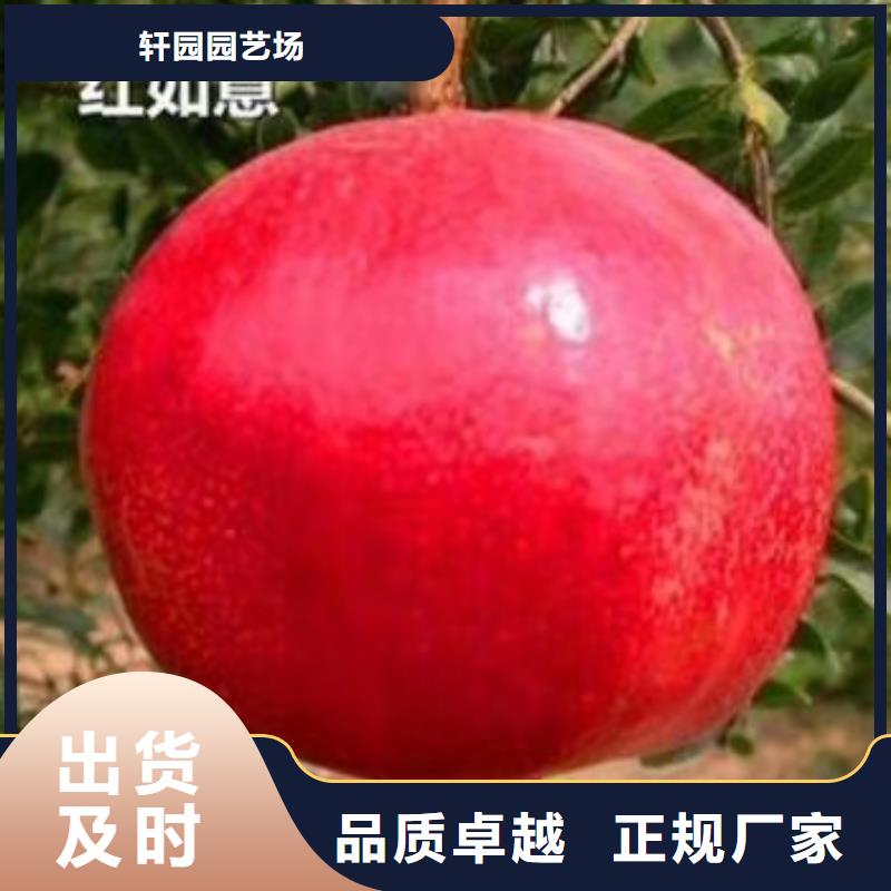 石榴樱桃苗我们更专业
