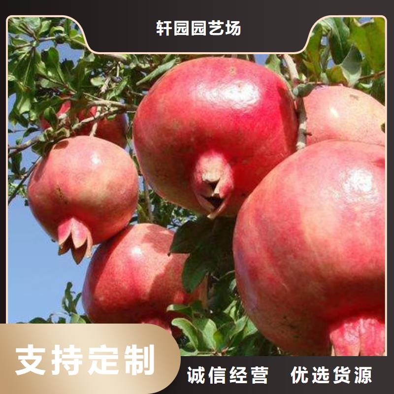 石榴,樱桃苗实拍展现