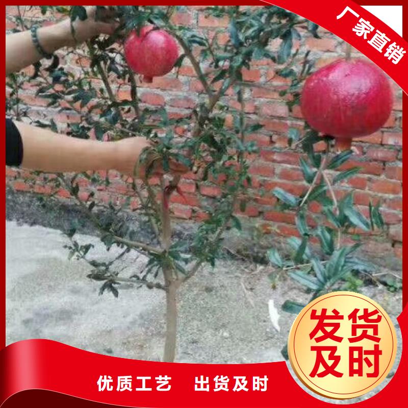 红颜草莓视频-果洛|玉树|黄南|海西|海北|海东轩园红颜草莓_ 轩园园艺场(海南市分公司)
