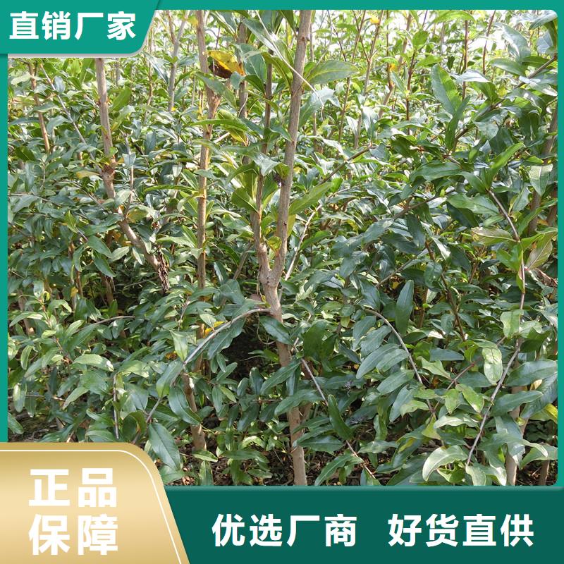 石榴,樱桃苗实拍展现