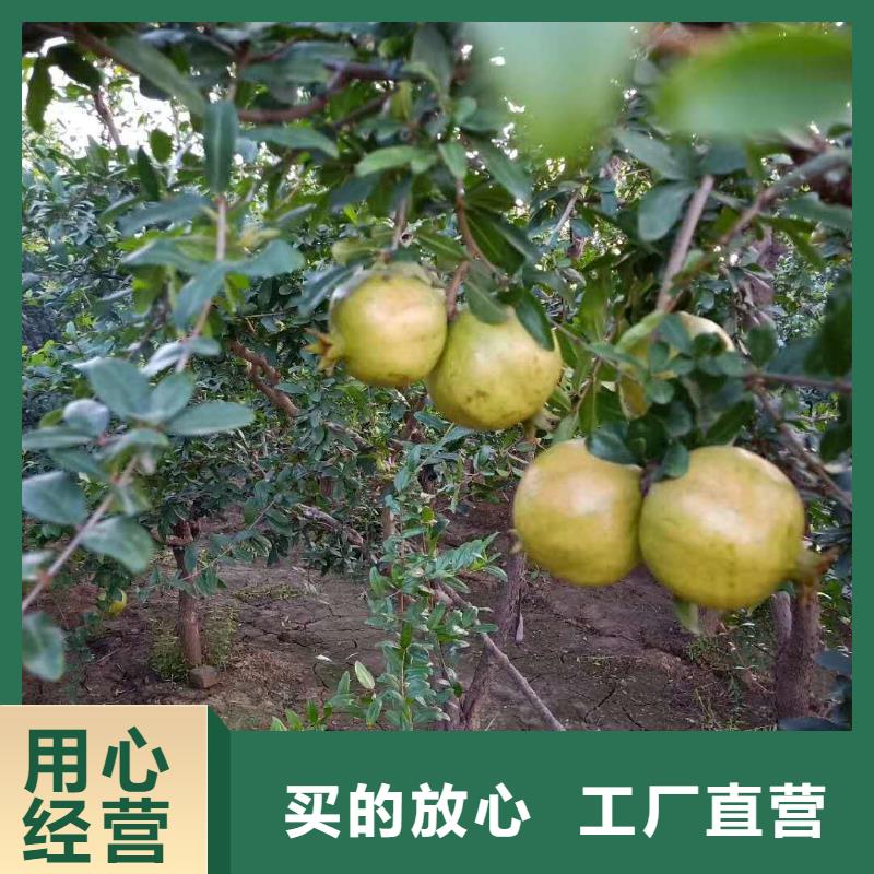 石榴-【黄瓜苗】就近发货