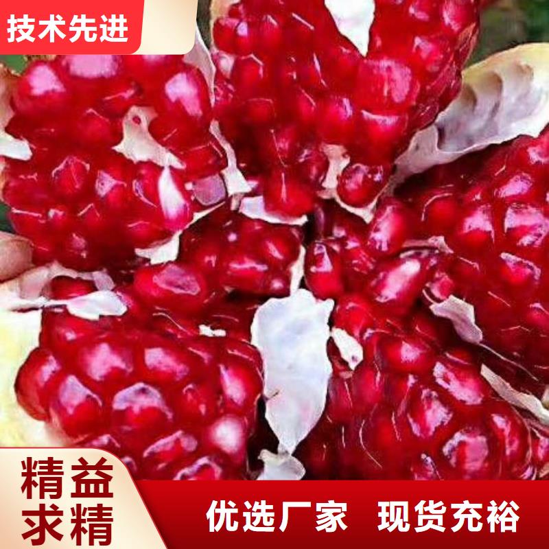石榴樱桃苗我们更专业