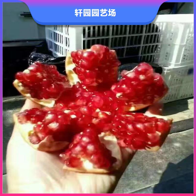红颜草莓视频-果洛|玉树|黄南|海西|海北|海东轩园红颜草莓_ 轩园园艺场(海南市分公司)