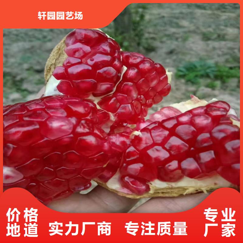 石榴-【黄瓜苗】就近发货