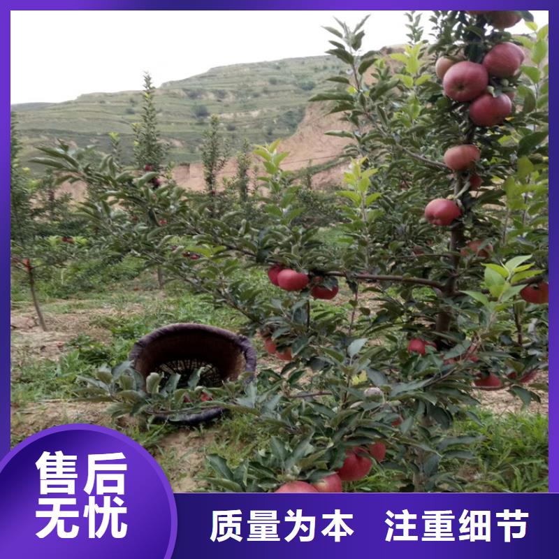 红颜草莓视频-果洛|玉树|黄南|海西|海北|海东轩园红颜草莓_ 轩园园艺场(海南市分公司)