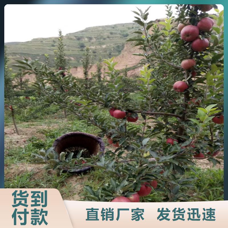 石榴樱桃苗我们更专业