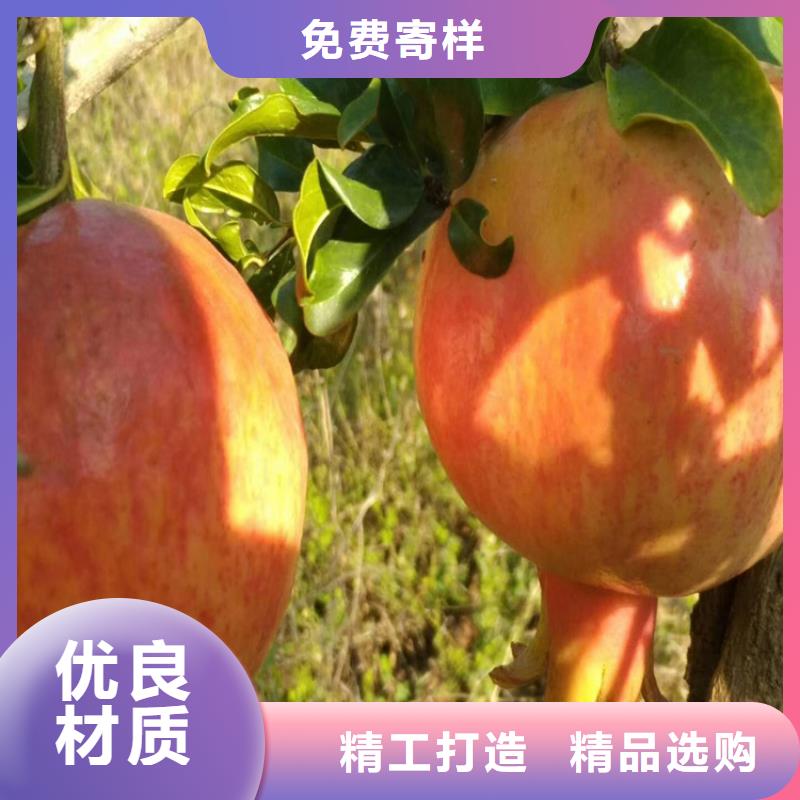 红颜草莓视频-果洛|玉树|黄南|海西|海北|海东轩园红颜草莓_ 轩园园艺场(海南市分公司)
