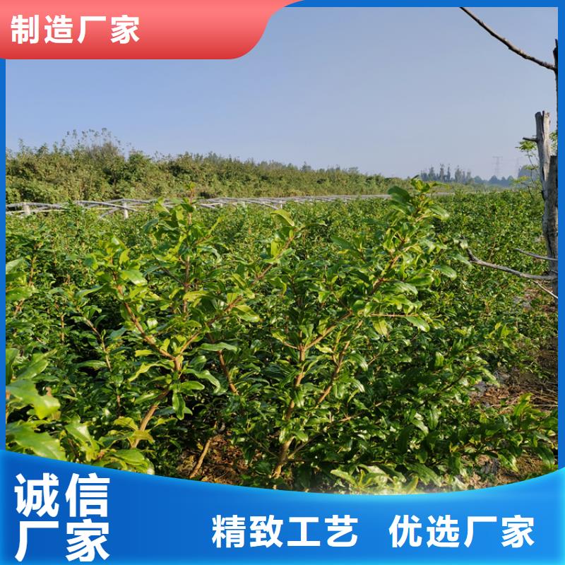 红颜草莓视频-果洛|玉树|黄南|海西|海北|海东轩园红颜草莓_ 轩园园艺场(海南市分公司)