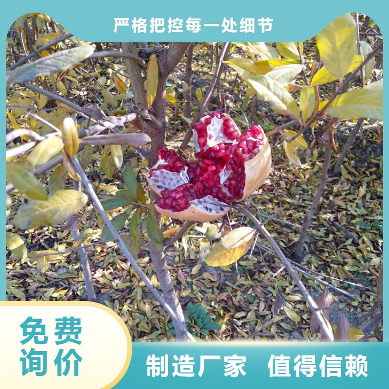 红颜草莓视频-果洛|玉树|黄南|海西|海北|海东轩园红颜草莓_ 轩园园艺场(海南市分公司)