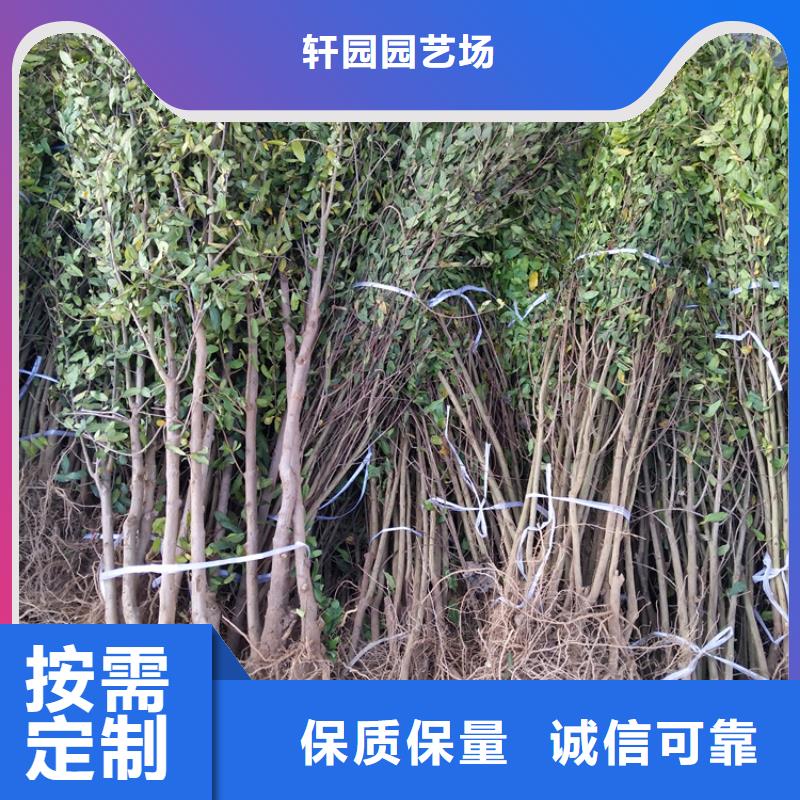 石榴樱桃苗我们更专业