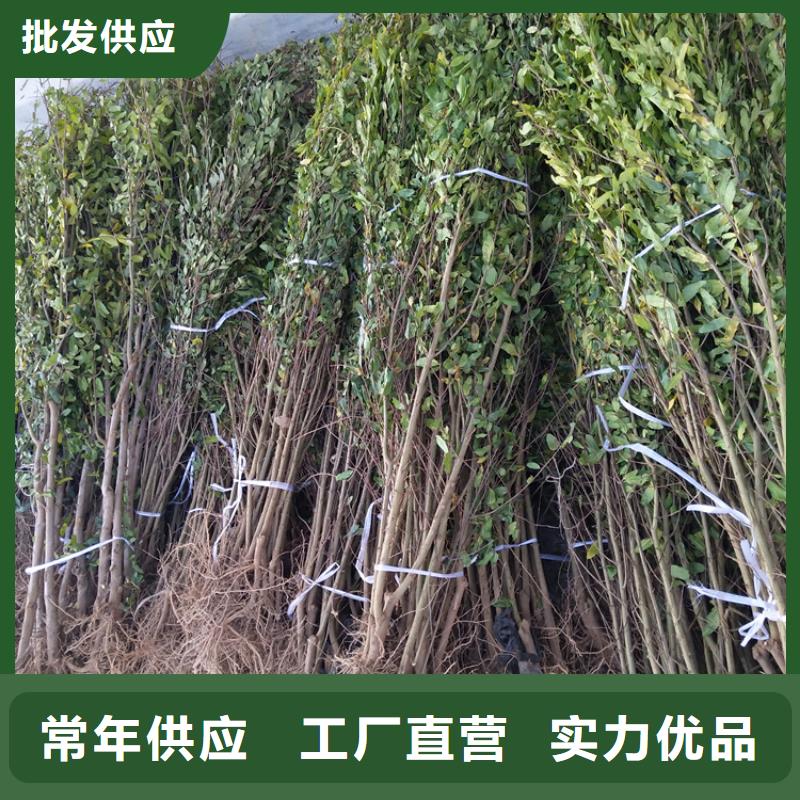 红颜草莓视频-果洛|玉树|黄南|海西|海北|海东轩园红颜草莓_ 轩园园艺场(海南市分公司)