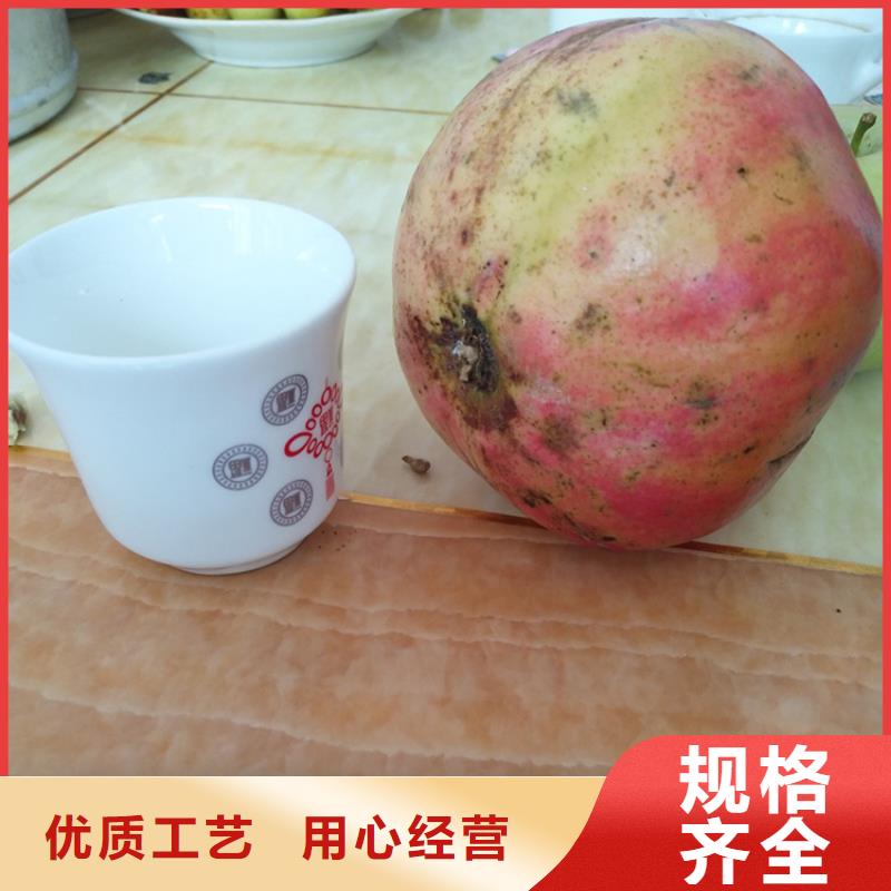 石榴,樱桃苗实拍展现