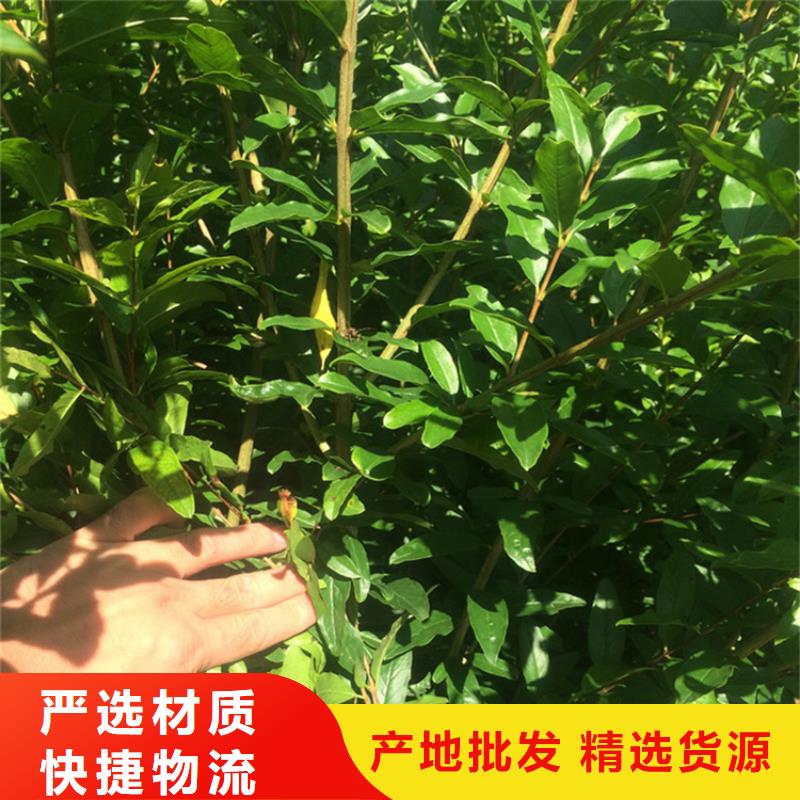 石榴,樱桃苗实拍展现