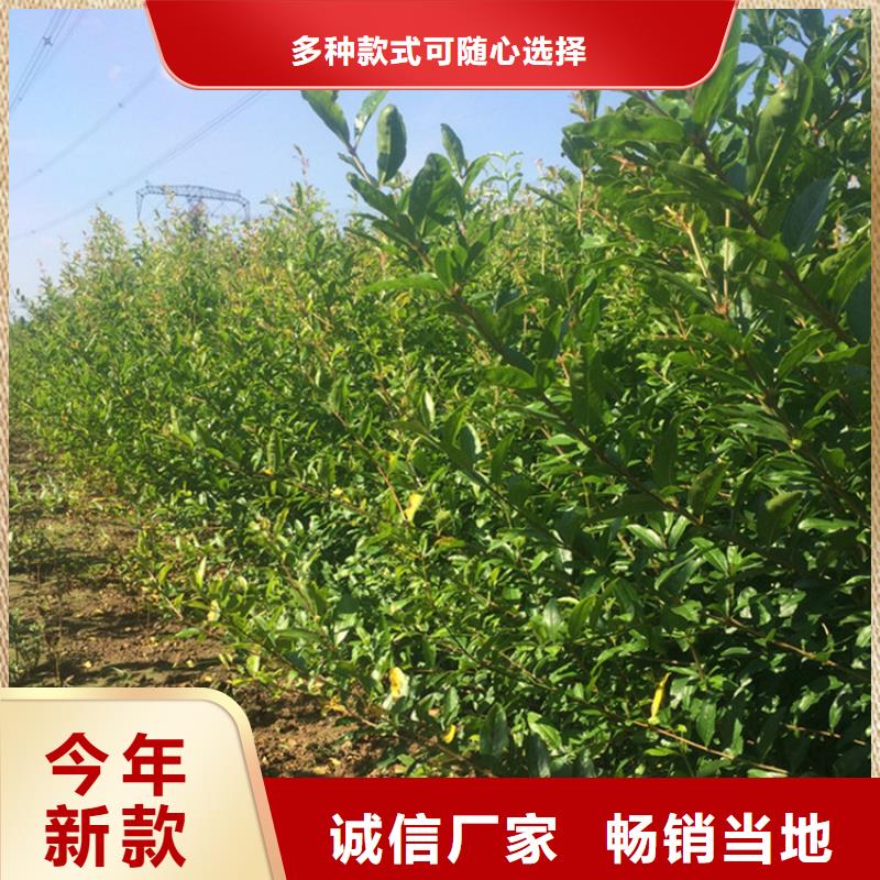 石榴,樱桃苗实拍展现