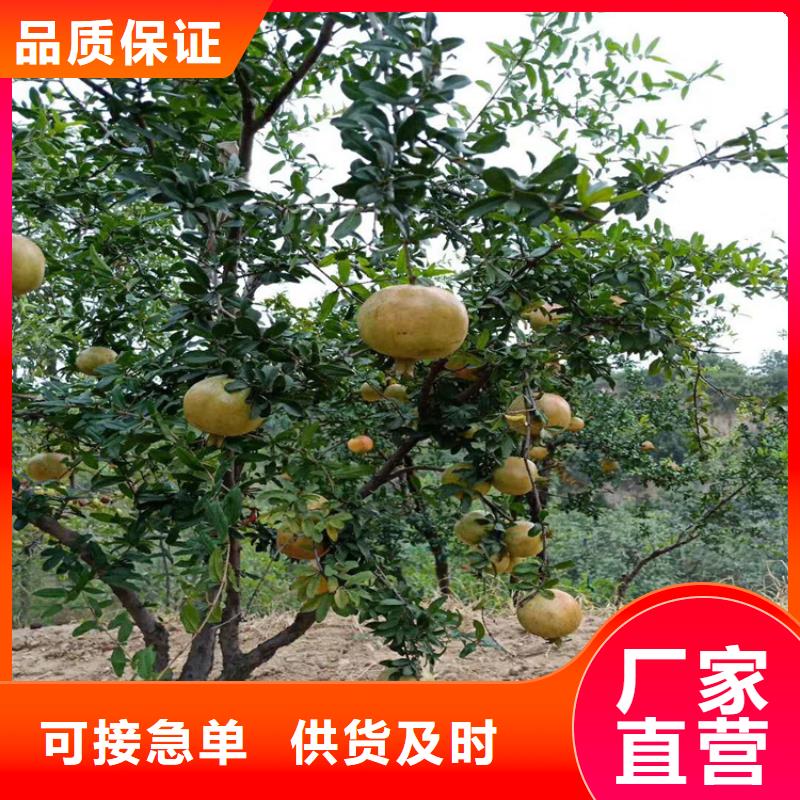 石榴,樱桃苗实拍展现