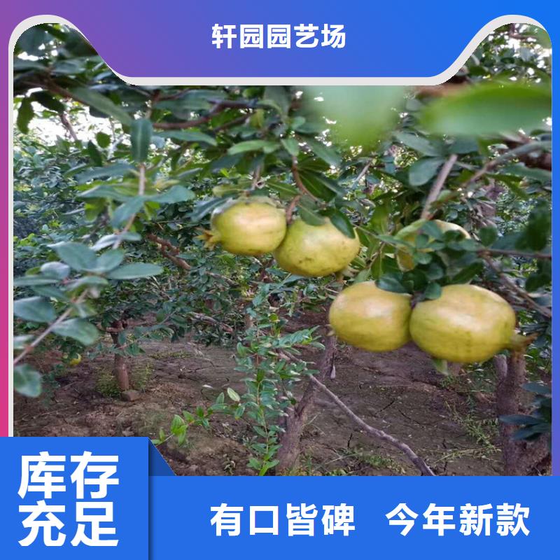 石榴,樱桃苗实拍展现
