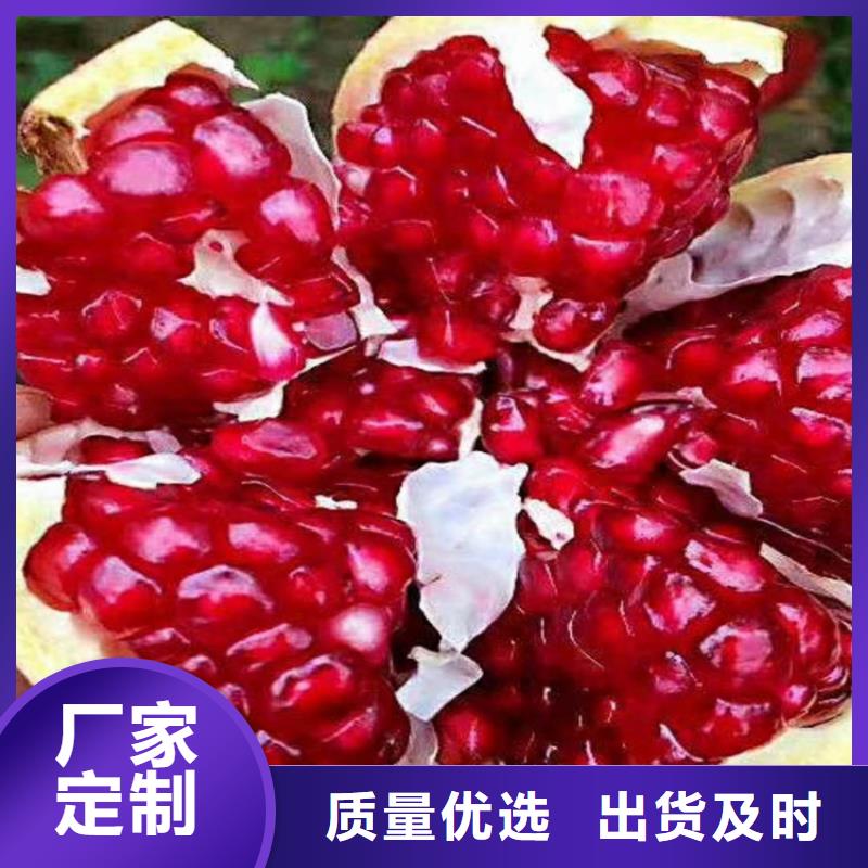 石榴,樱桃苗实拍展现