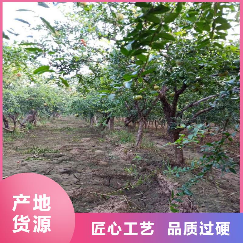 石榴,樱桃苗实拍展现