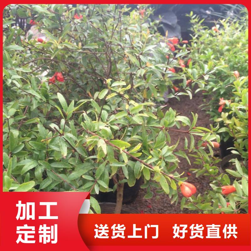 石榴,樱桃苗实拍展现