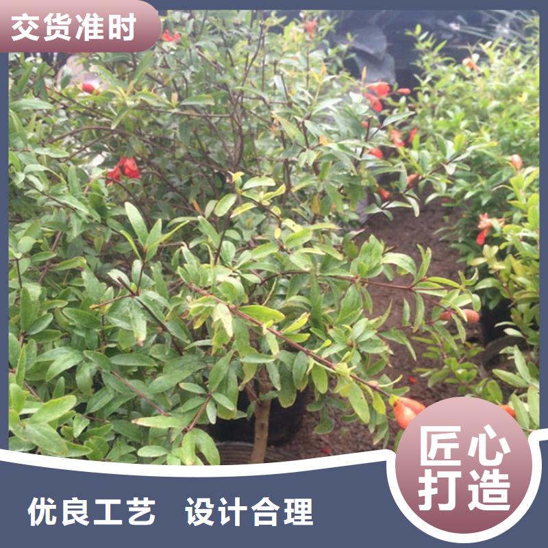 红颜草莓视频-果洛|玉树|黄南|海西|海北|海东轩园红颜草莓_ 轩园园艺场(海南市分公司)