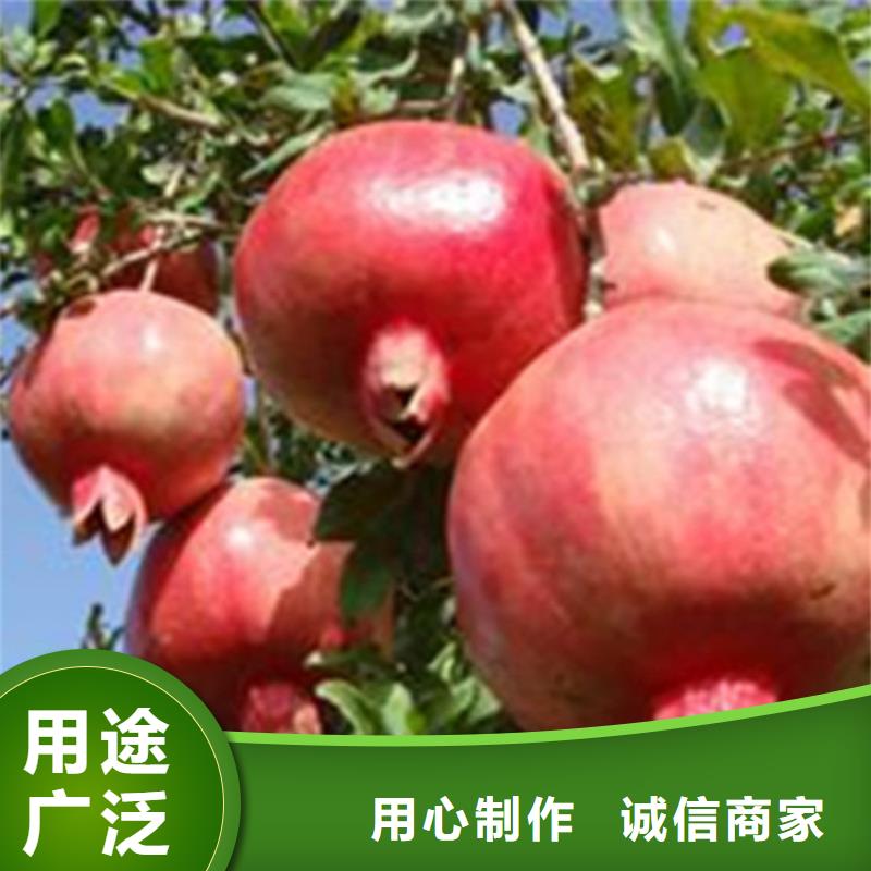 石榴,樱桃苗实拍展现