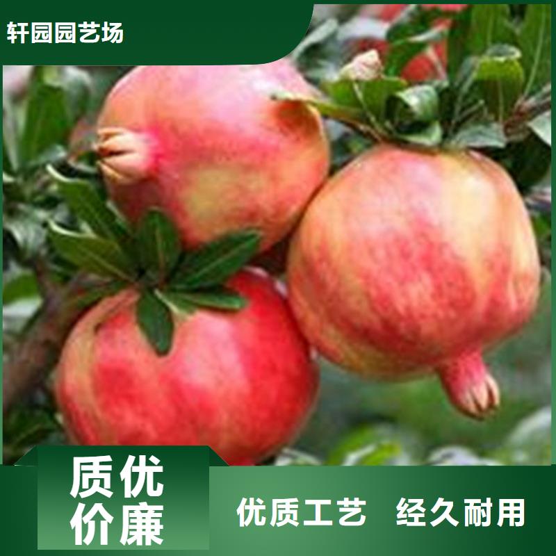 石榴樱桃苗我们更专业