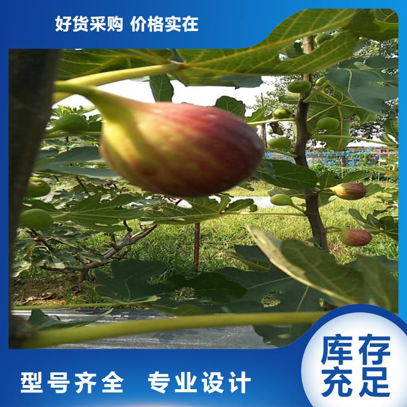 红颜草莓视频-内蒙古赤峰市|呼伦贝尔|呼和浩特|鄂尔多斯|通辽红颜草莓-轩园