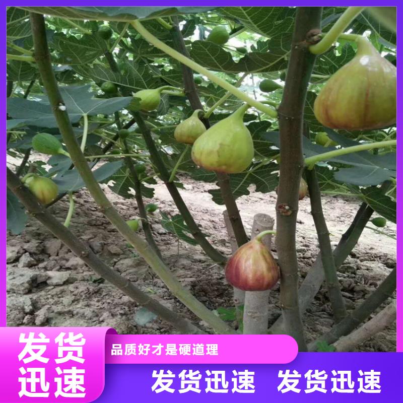 红颜草莓视频-内蒙古赤峰市|呼伦贝尔|呼和浩特|鄂尔多斯|通辽红颜草莓-轩园