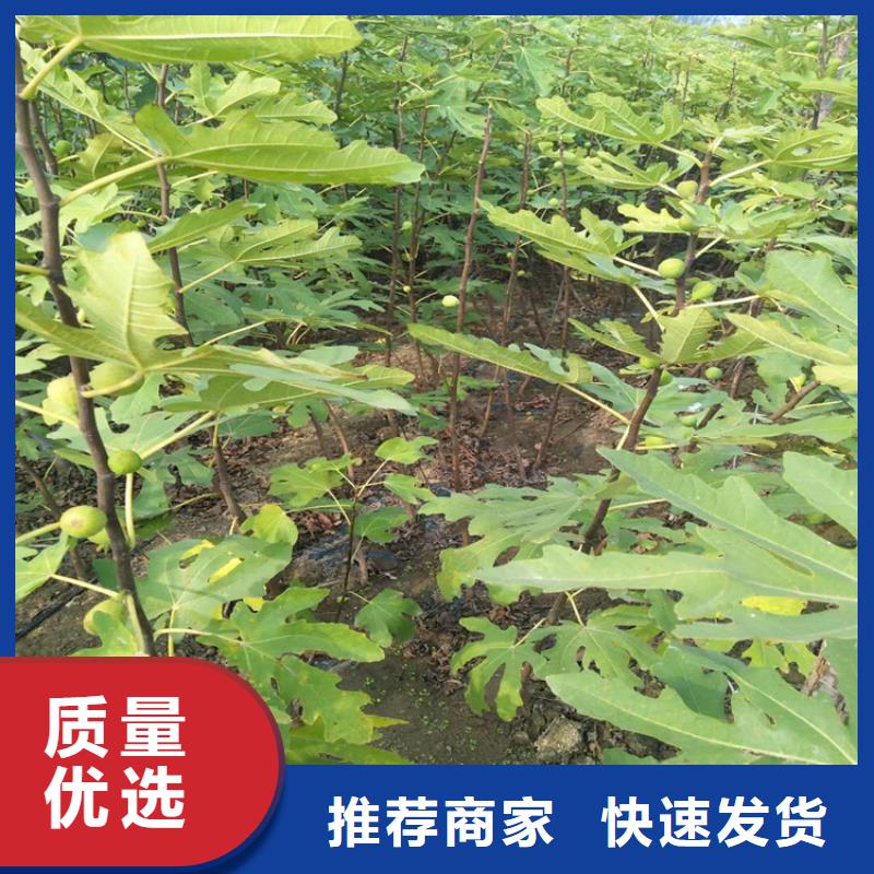 无花果板栗苗详细参数