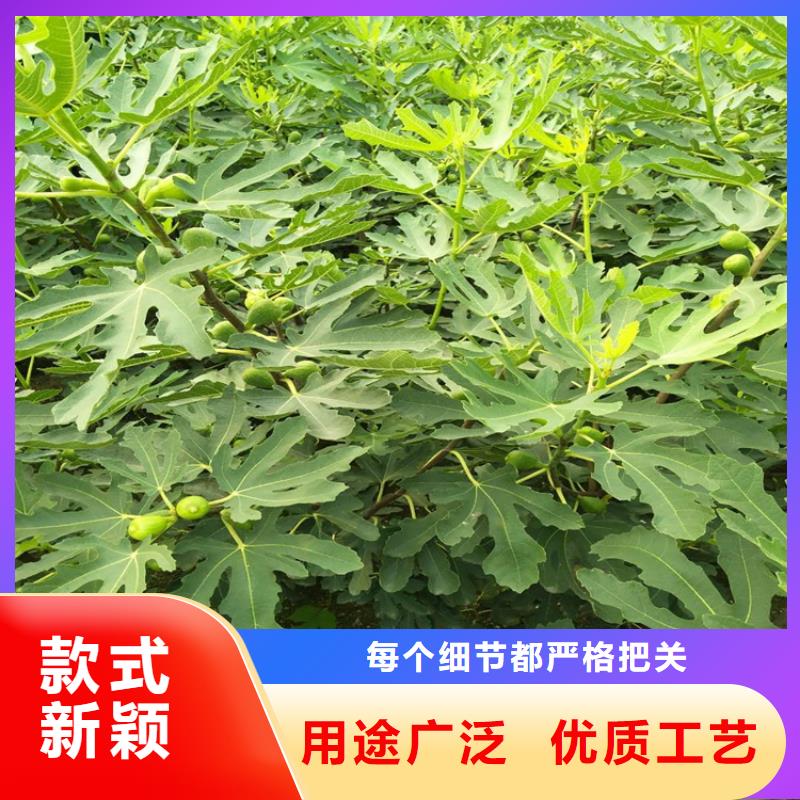 【无花果猕猴桃苗规格齐全实力厂家】