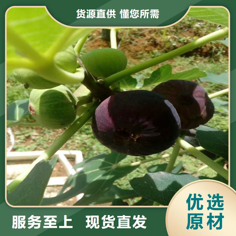 红颜草莓视频-内蒙古赤峰市|呼伦贝尔|呼和浩特|鄂尔多斯|通辽红颜草莓-轩园