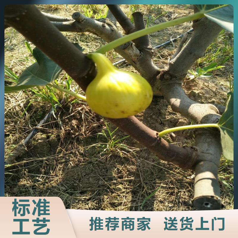 无花果桃树苗严格把控质量