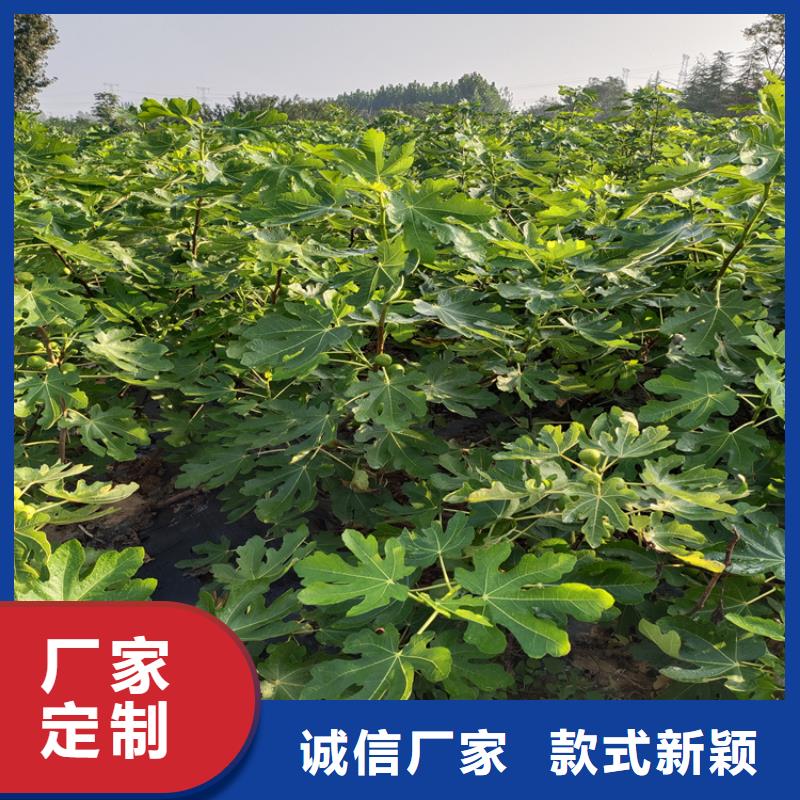 红颜草莓视频-内蒙古赤峰市|呼伦贝尔|呼和浩特|鄂尔多斯|通辽红颜草莓-轩园