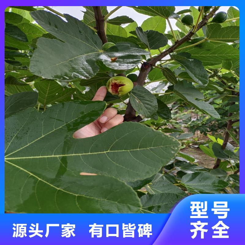 红颜草莓视频-内蒙古赤峰市|呼伦贝尔|呼和浩特|鄂尔多斯|通辽红颜草莓-轩园