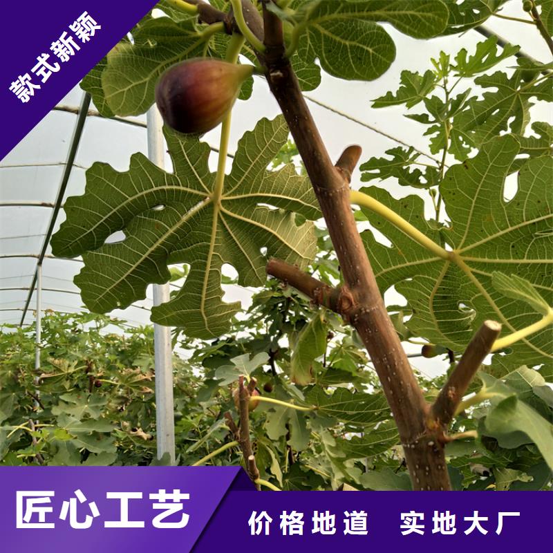 红颜草莓视频-内蒙古赤峰市|呼伦贝尔|呼和浩特|鄂尔多斯|通辽红颜草莓-轩园