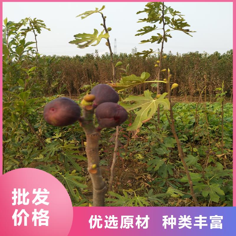 红颜草莓视频-内蒙古赤峰市|呼伦贝尔|呼和浩特|鄂尔多斯|通辽红颜草莓-轩园