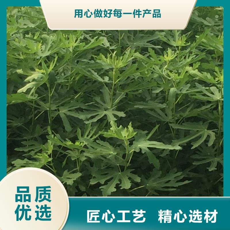 无花果板栗苗详细参数